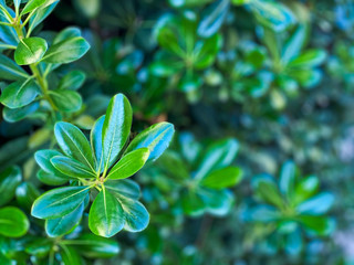Obraz premium green leaves of plant
