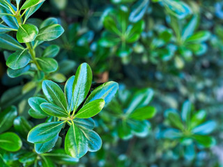 green leaves of plant