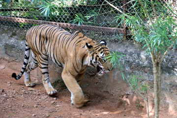Fototapeta na wymiar Tiger photographed in the Zoo. Tiger is resting the public at Nandankanan Zoological Park.