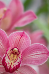 Obraz na płótnie Canvas A pink orchids on green blurred background. Soft focus