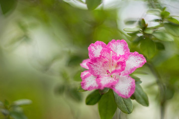 White and pink azalea flower close-up on a green blurred background. Selective focus. Decorative garden and indoor plants. The floriculture. The postcard.