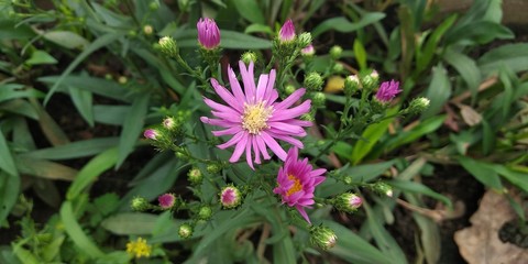 Aster sericeus, Silky aster flower (Symphyotrichum sericeum), purple flower in the garden, suitable for nature background