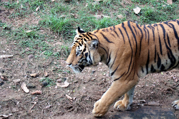 Tiger photographed in the Zoo. Tiger is resting the public at Nandankanan Zoological Park.