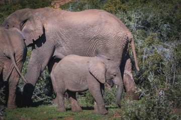 Obraz premium elefantes