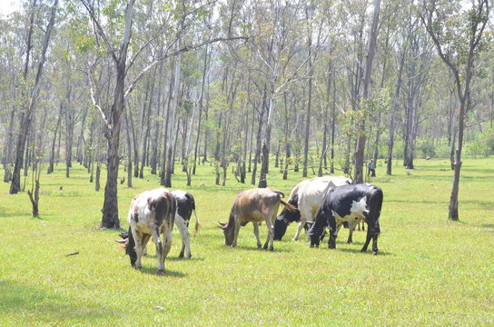 Vacas en bosque