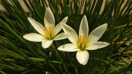 Beautiful Zephyranthes minuta flowers in the garden