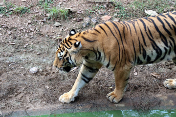 Tiger photographed in the Zoo. Tiger is resting the public at Nandankanan Zoological Park.