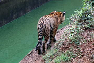 Tiger photographed in the Zoo. Tiger is resting the public at Nandankanan Zoological Park.