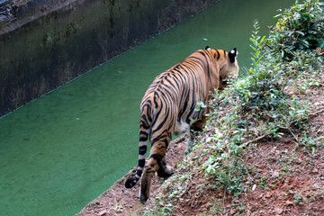 Tiger photographed in the Zoo. Tiger is resting the public at Nandankanan Zoological Park.