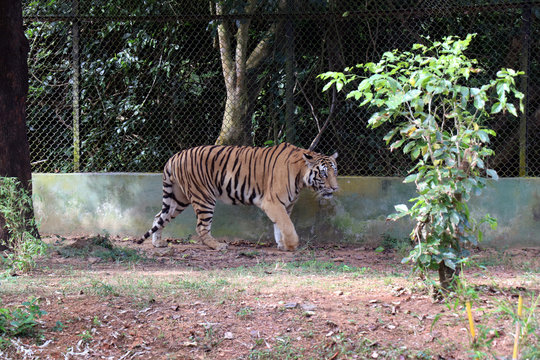 Tiger photographed in the Zoo. Tiger is resting the public at Nandankanan Zoological Park.