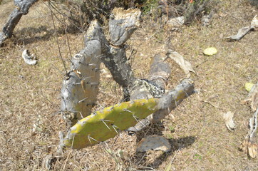 Nopal afectado por sequía