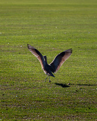 Long-Billed Curlew
