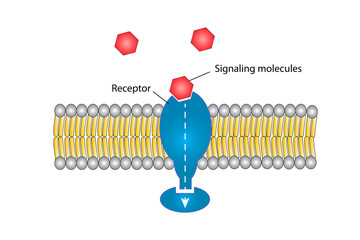 Signal transduction
