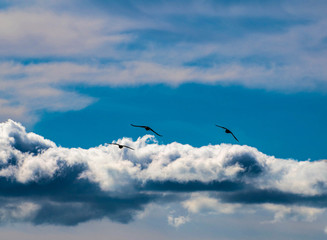 Sky Cloud & 3 birds