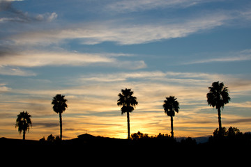 Fototapeta na wymiar Sunset & Trees