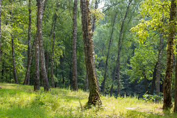 Beautiful green birch grove on a summer day