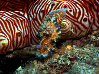 The amazing and mysterious underwater world of Indonesia, North Sulawesi, Manado, sea slug on cucumber