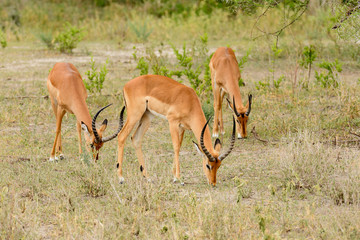 Closeup of Impala (Aepyceros melampus) in the Tarangire National park, Tanzania