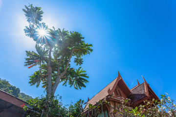 sun shine through the tree in blue sky near by Thai style house.