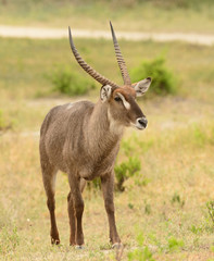 Closeup of Waterbuck (Kobus ellipsiprymnus) in the Tarangire  National park, Tanzania