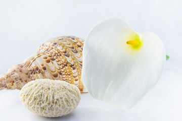 Spa and body care composition. White calla lily or arum, beautiful seashell on a white background. Close up