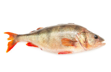 fresh crucian fish on a white background