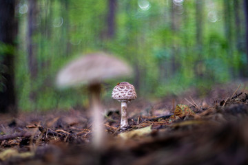 Macrolepiota procera, the parasol mushroom