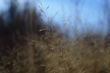 Obraz premium field of wild grass blowing and waving in the wind with bright sunlight