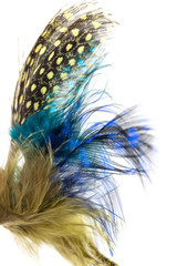 multi-colored feathers as a background on a white background