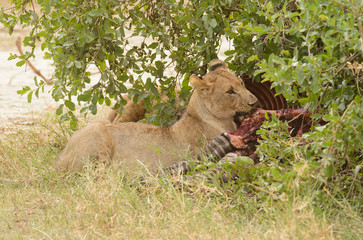 Fototapeta na wymiar Closeup of a Lion feeding on a recent kill, a Zebra, Tarangire National park, Tanzania