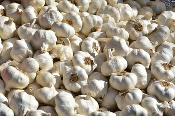 Lots of white purple Italian garlic. A lot of garlic heads of garlic.
