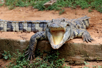 Fototapeta premium Crocodile in Nandankanan zoological Park in Orissa, India. Nandankanan is 15 kms from Odisha`s capital, Bhubaneswar. Crocodile in the zoo.