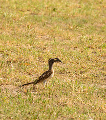 Grey Hornbill (Tochus nasutus)