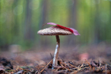 Macrolepiota procera, the parasol mushroom