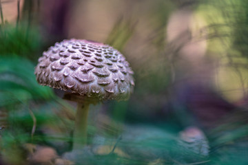 Macrolepiota procera, the parasol mushroom