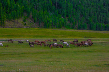 Mongolie animaux de la steppe
