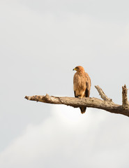 Tawny Eagle (Aquila rapax) resting on a branch in Tarangire National Park; Tanzania