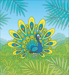 Fototapeta na wymiar Exotic peacock with a large ornate tail walking on green grass against the tropical background of bushes and palm branches on a summer day, vector cartoon illustration