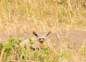 Bat Eared Fox (Otocyon megalotis) watching