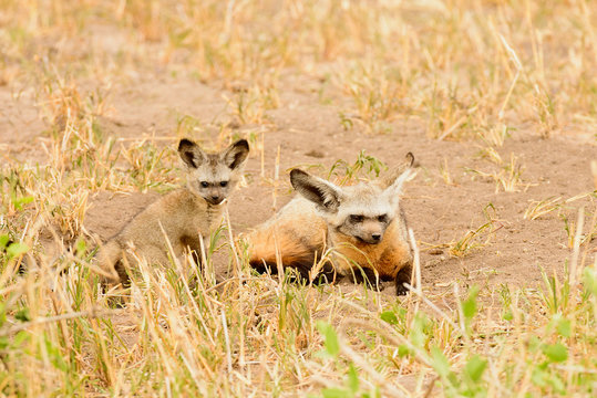 Bat Eared Fox with young near den (Otocyon megalotis) with kit watching