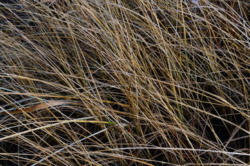 field of wild grass blowing and waving in the wind with bright sunlight