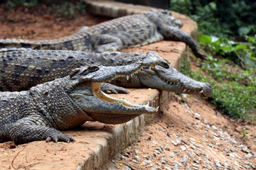 Crocodile in Nandankanan zoological Park in Orissa, India. Nandankanan is 15 kms from Odisha`s capital, Bhubaneswar. Crocodile in the zoo.