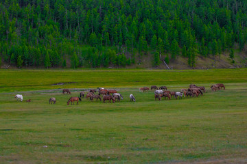 Mongolie animaux de la steppe