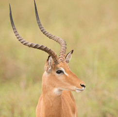 Closeup of Impala (Aepyceros melampus) in the Tarangire National park, Tanzania