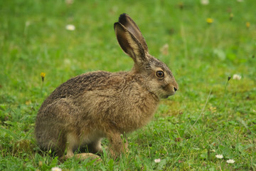 Naklejka na ściany i meble brown hare, easter bunny