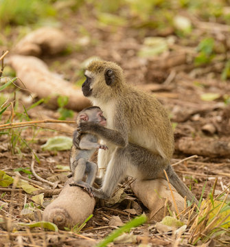 Vervet Monkey with baby (Scercopthecus aethiops), in Tarangire, National Park, Tanzania