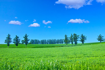 初夏の北海道、美瑛町にあるマイルドセブンの丘