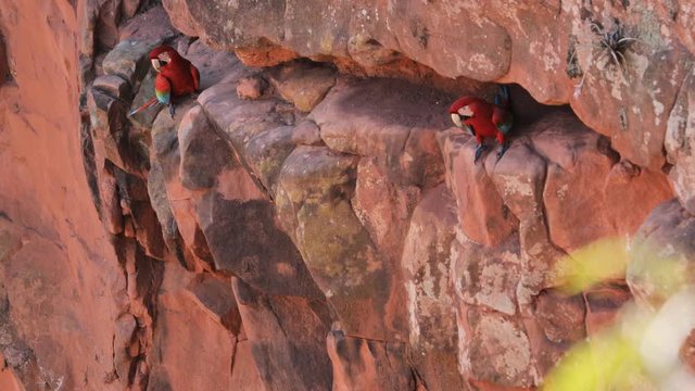 Scarlet macaw couple on sandstone cliff crack, one flies away, at Macaws Hole (Bonito, MS, Brazil)