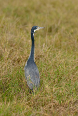 Black-headed Heron (Scientific name: Ardea melanocephala) in the Ngorongoro crater conservancy