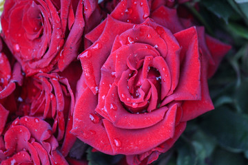 Fresh Red Rose with water droplets